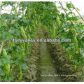 Hybrid Vegetable Seeds-Super Early Maturity In Spring Hot and Cold Resistant Bitter Gourd Seeds/Bitter Melon Seeds